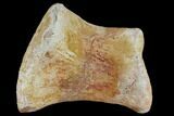 Fossil Mosasaur Metatarsal - Morocco #116863-2
